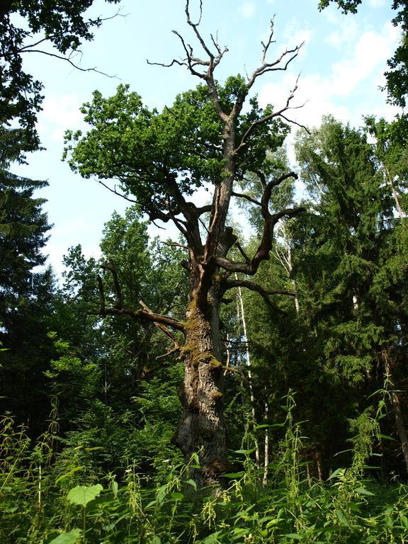 Kwiatowa Zagroda Białowieża 외부 사진